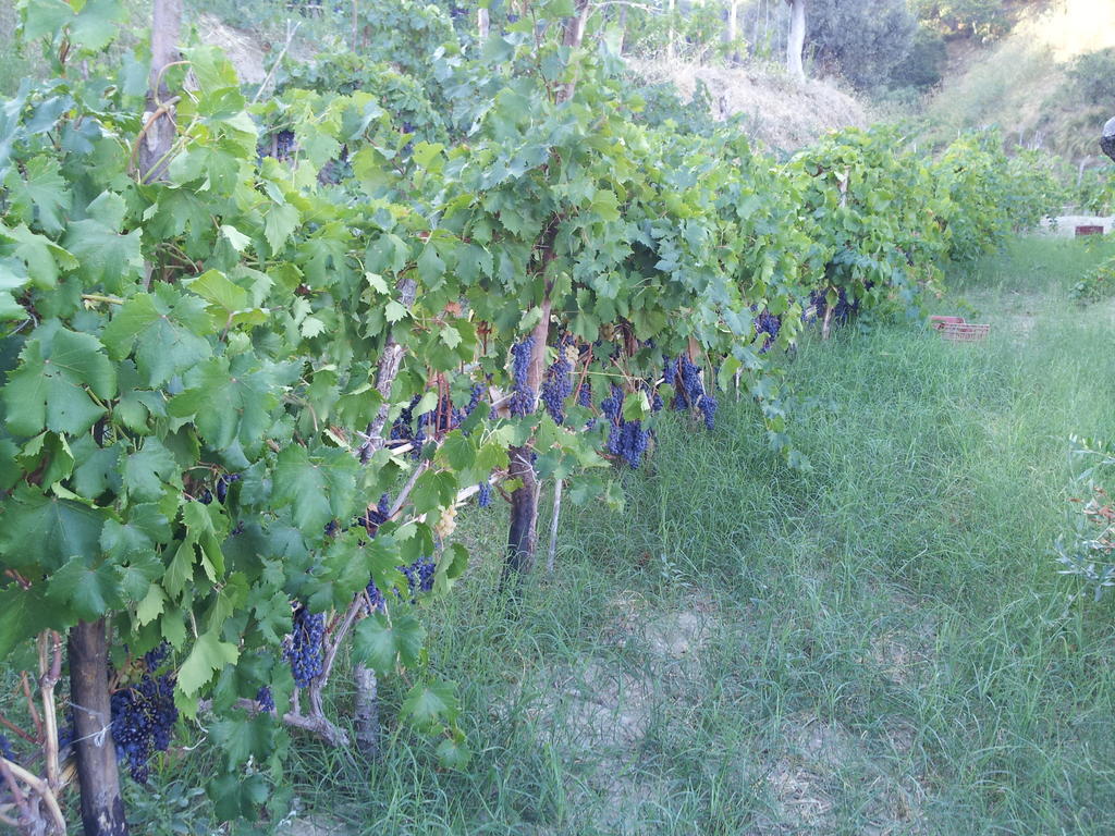Il Giardino Di Ausonia Bed & Breakfast Reggio di Calabria Exterior photo